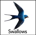 Swallows