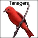 Tanagers