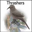 Thrashers