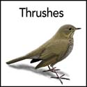 Thrushes