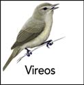 Vireos