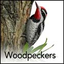 Woodpeckers