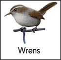 Wrens